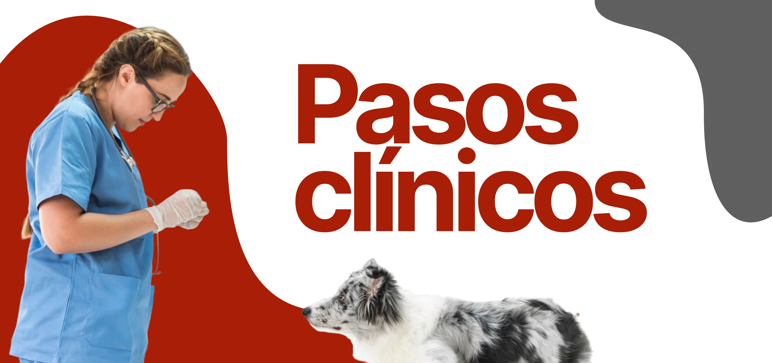 Profesional con paciente referenciando el módulo de pasos clínicos en sistema VETDESK Académico