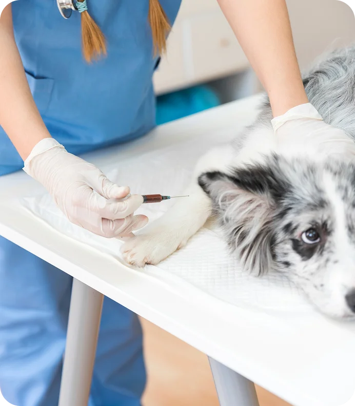 Veterinaria inyectando insumos a paciente en clínica veterinaria